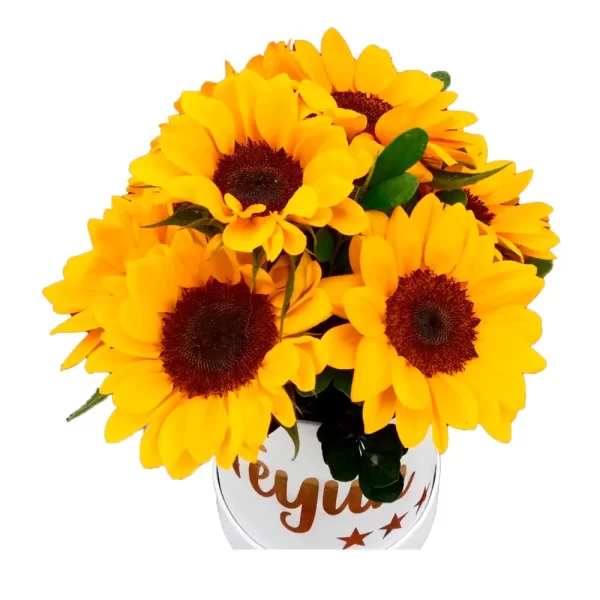 box-de-girasoles